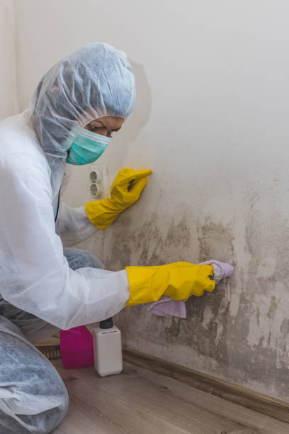 Best Comprehensive Air Testing for Mold Contaminants  in Craig, AK