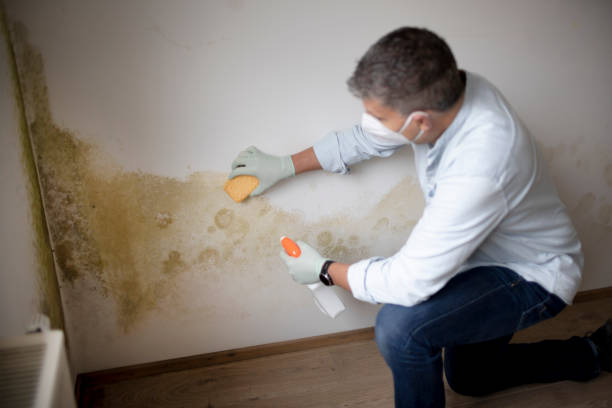  Craig, AK Mold Removal Pros