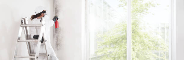 Best Post-Construction Mold Inspection  in Craig, AK