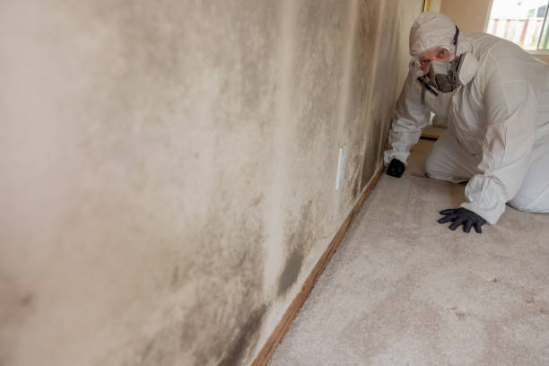 Best Comprehensive Air Testing for Mold Contaminants  in Craig, AK